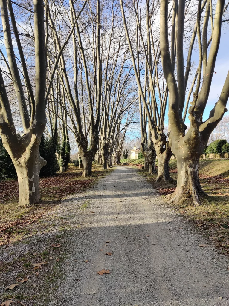 Allée de platanes