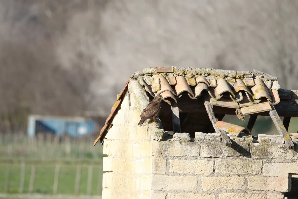 Buse Variable Vidourle