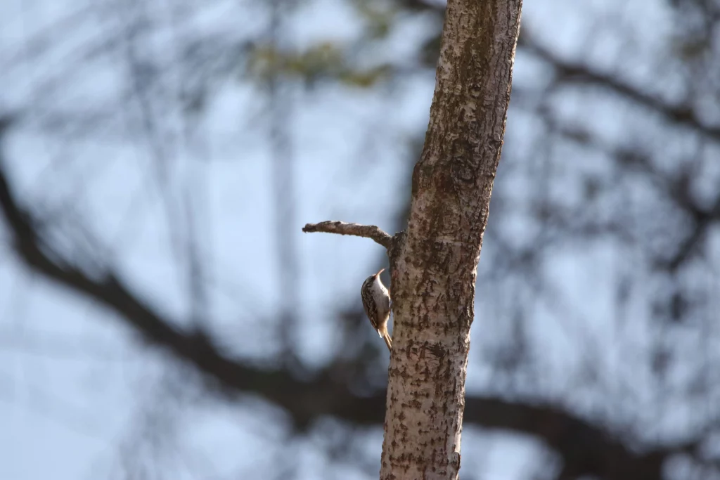 Grimpereau arbre Marsillargues
