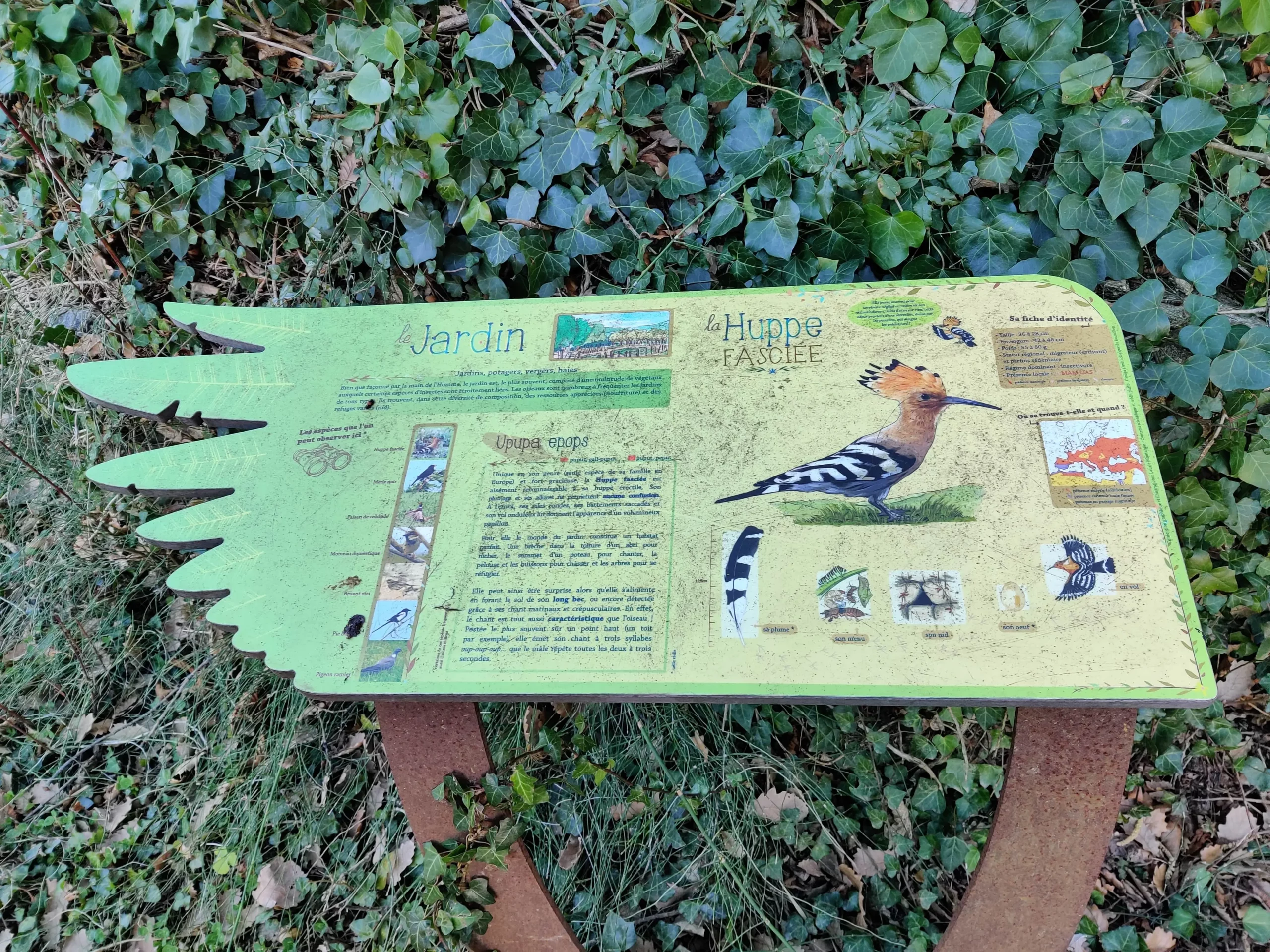 Panneau huppe fasciée