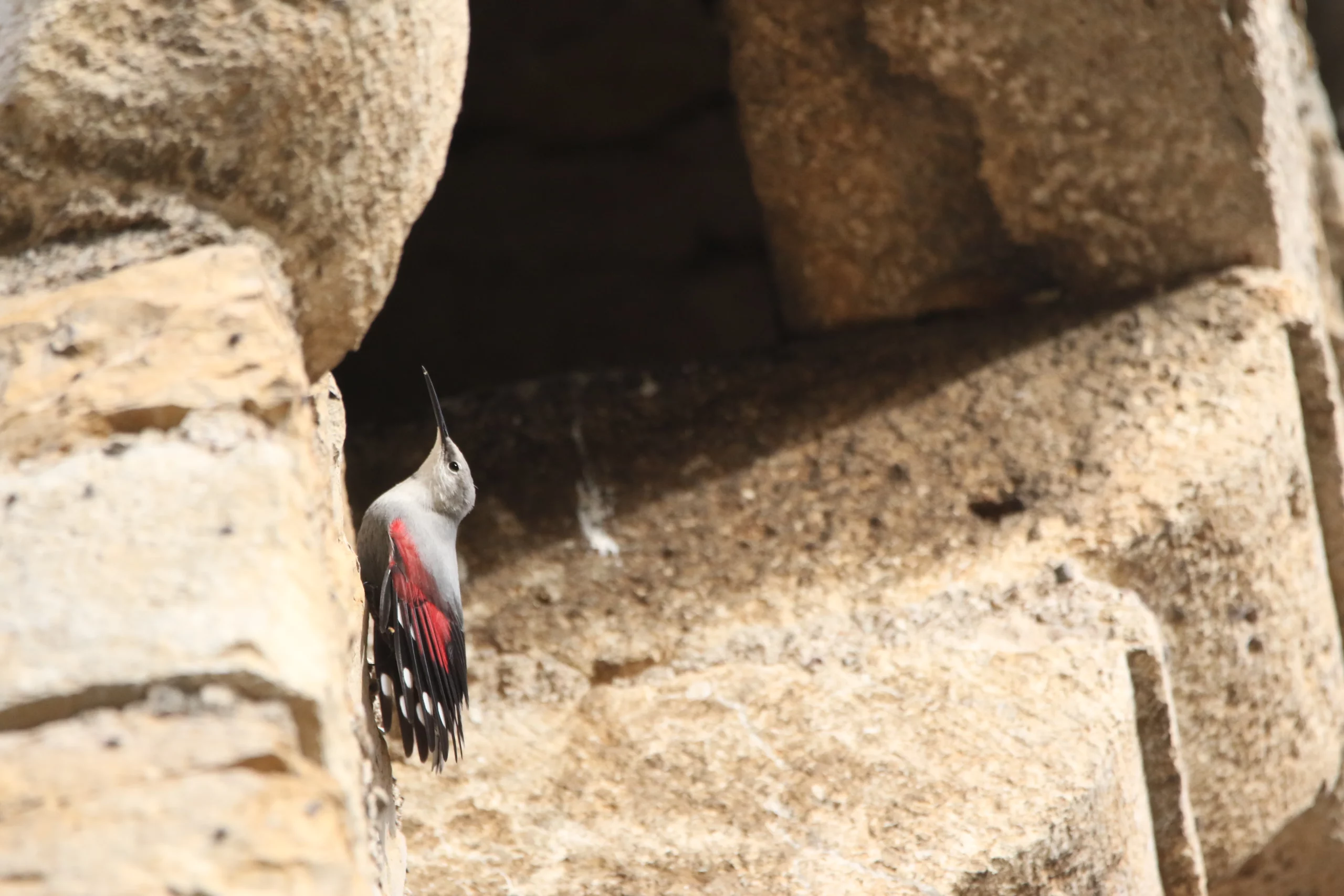 Tichodrome Echelette