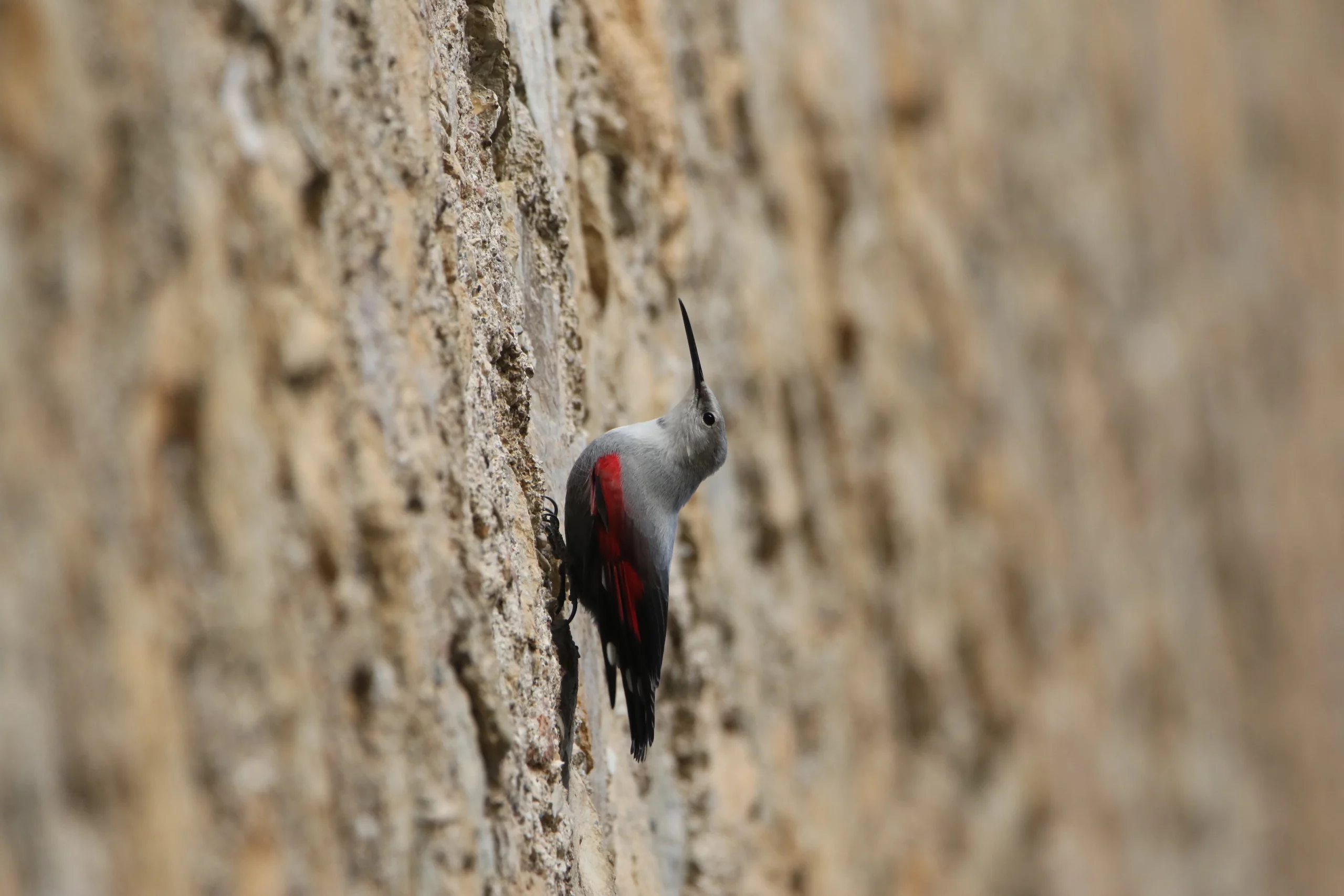 Tichodrome Tour Peyreleau