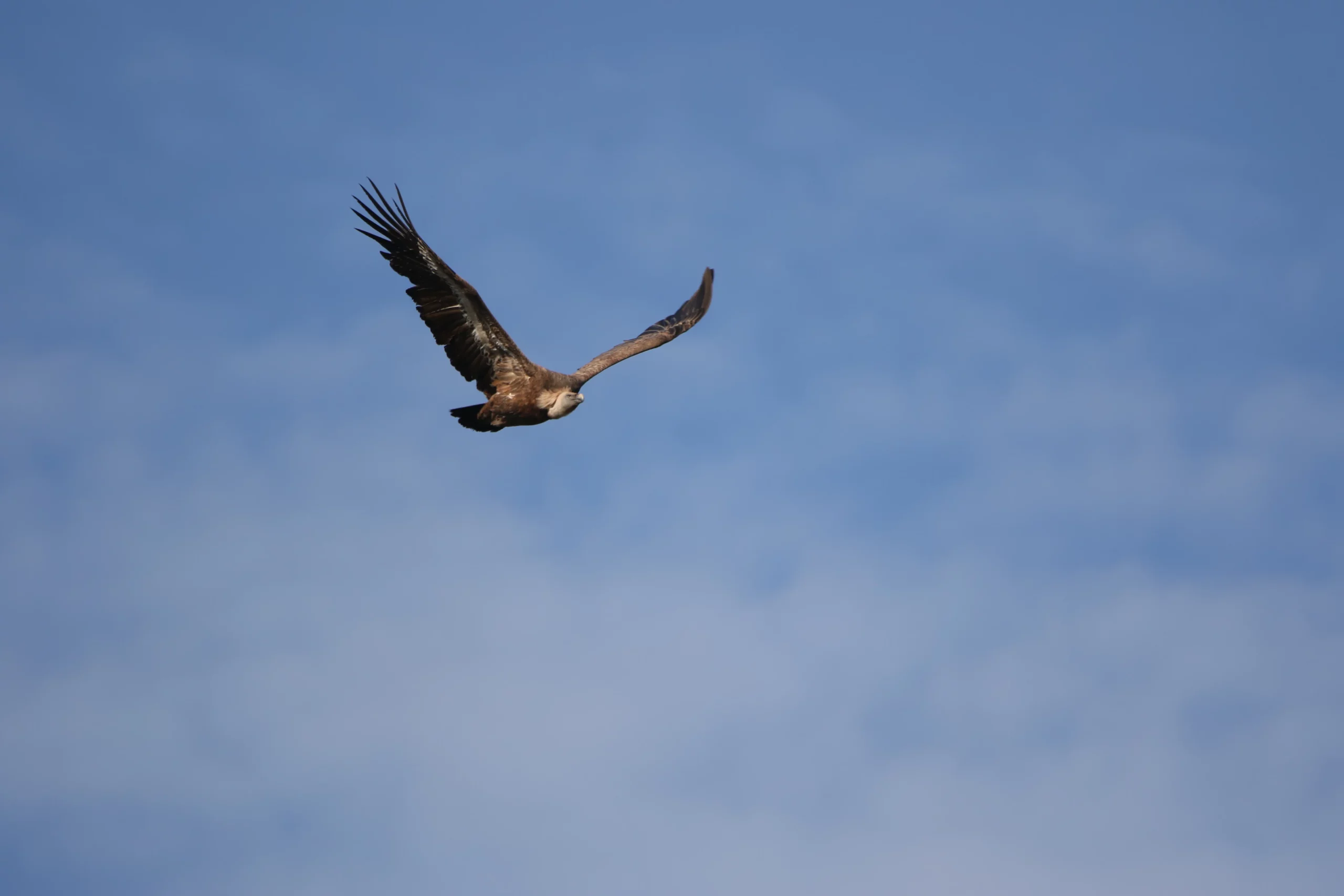 Vautour fauve gorges du tarn automne