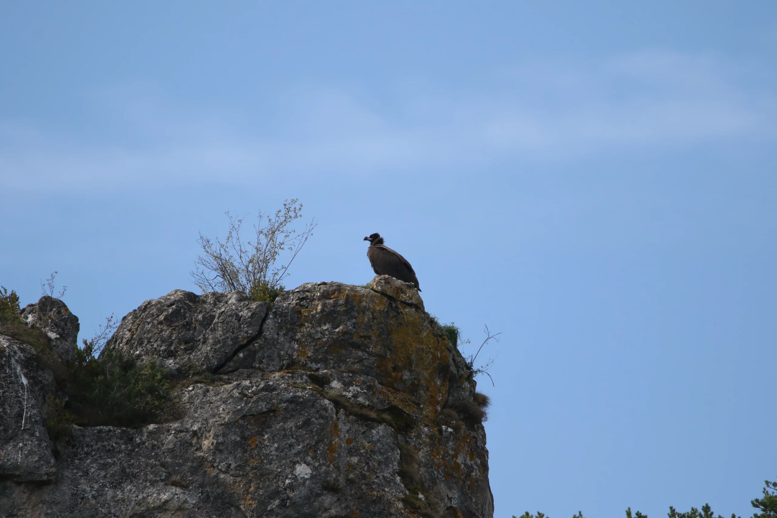 Vautour moine perché