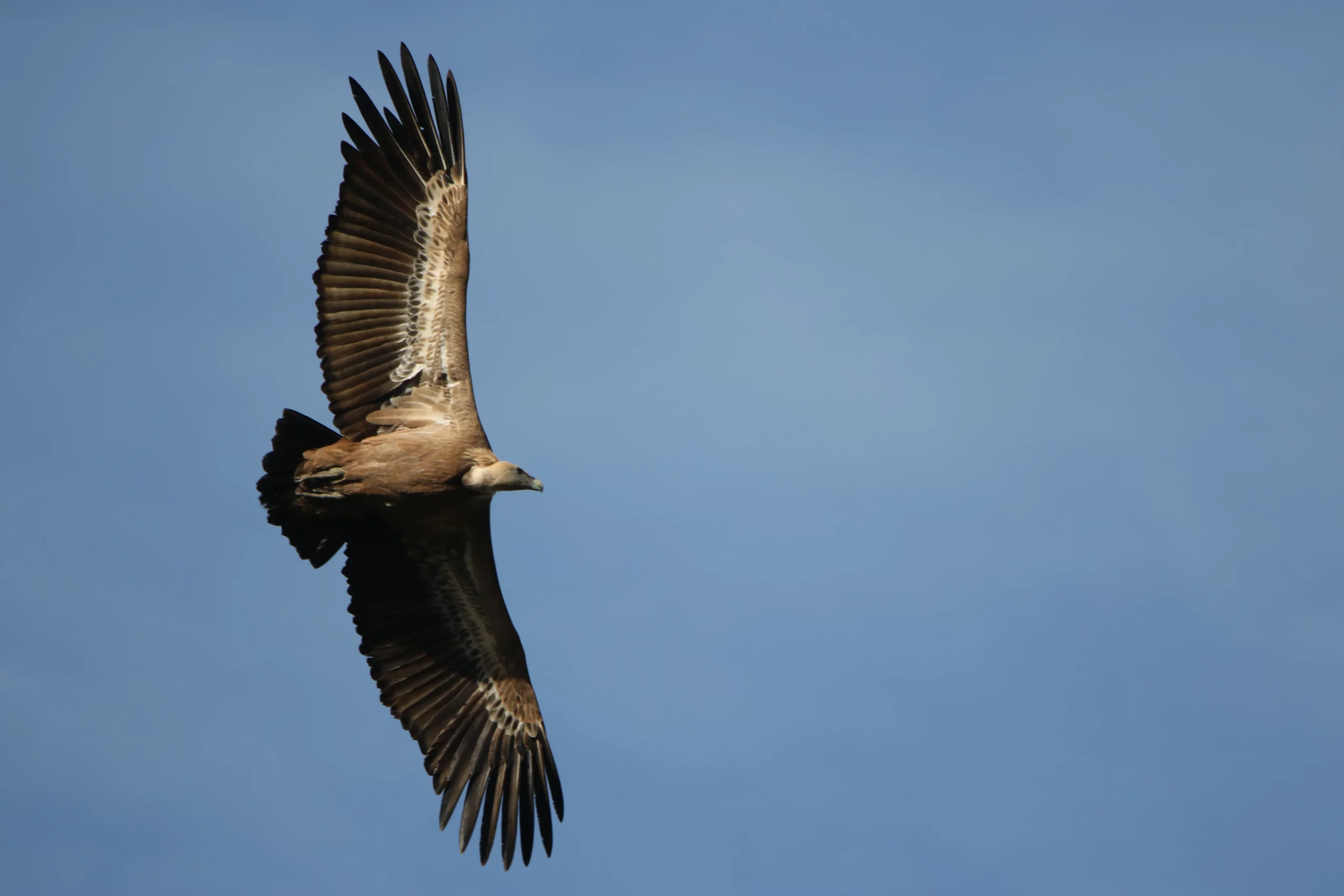 Vautour fauve Gorges du Tarn