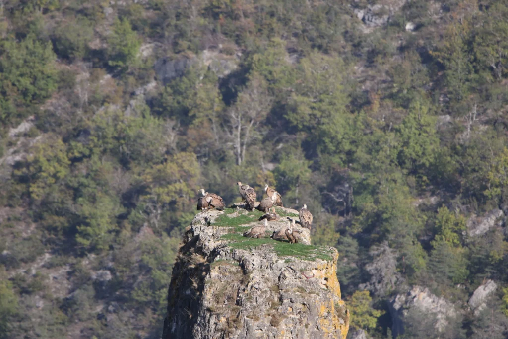 Vautours fauves perchoir